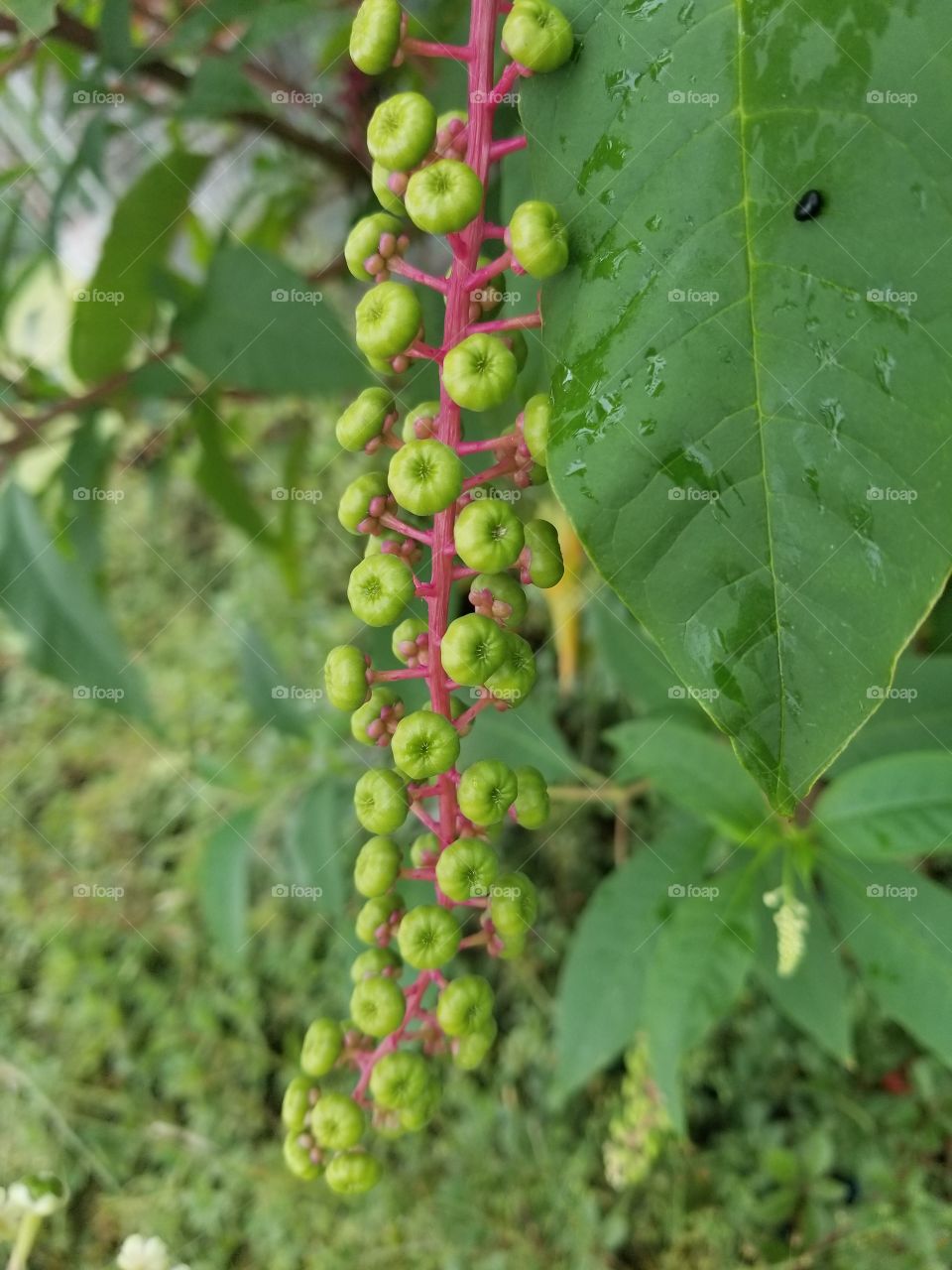 berries