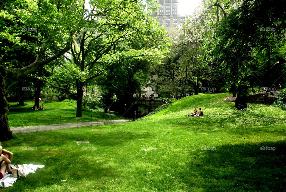 Green grass. New York forest Central Park 