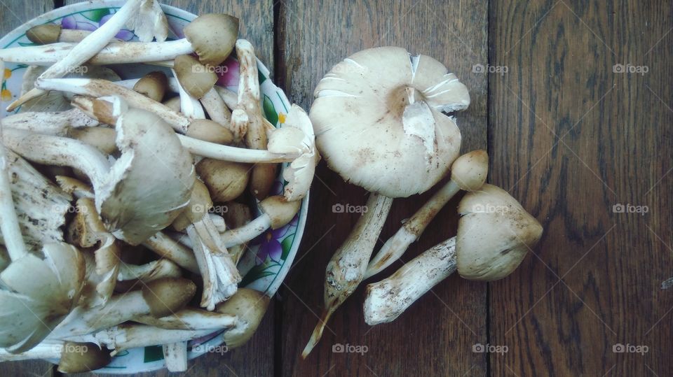 Fresh mushrooms from the forest
