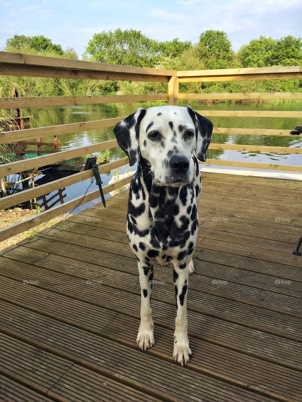 Dalmatian standing on wood