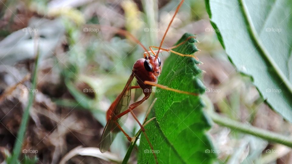 Ichneumon wasp