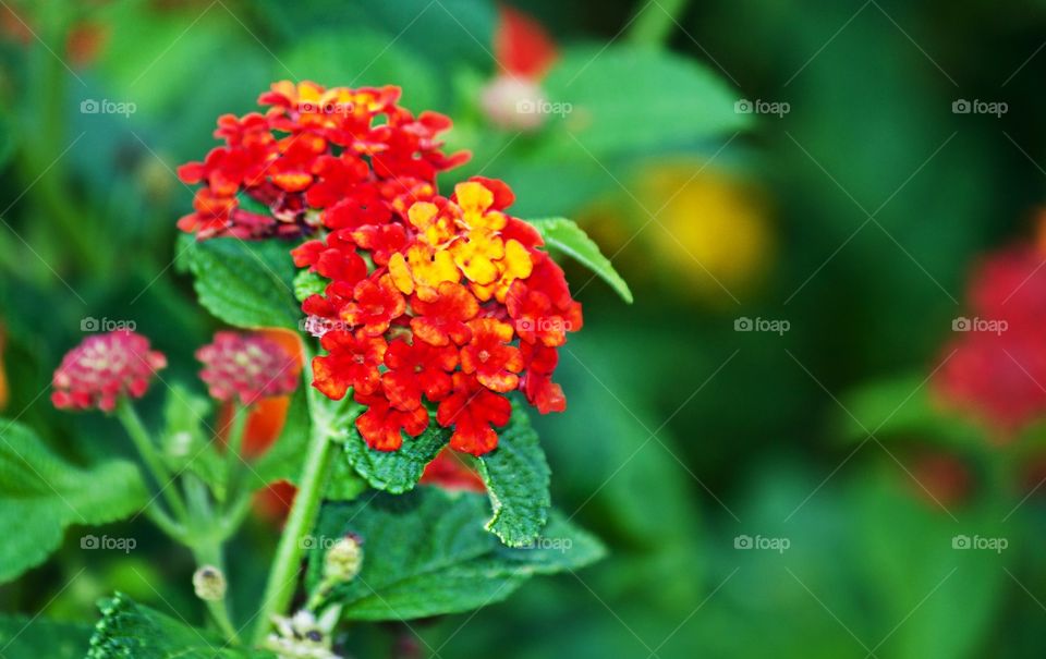 Lantana closeup