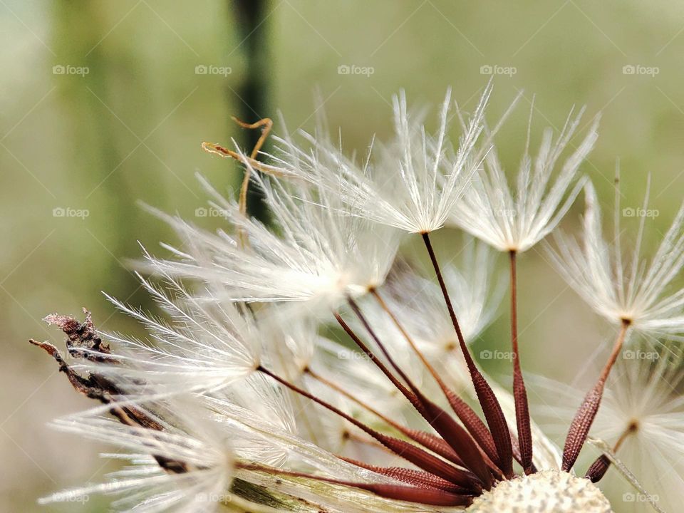 Dandelion,plant
