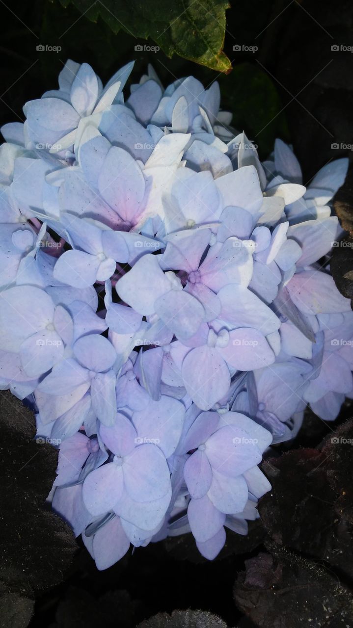 Flower, No Person, Nature, Flora, Petal