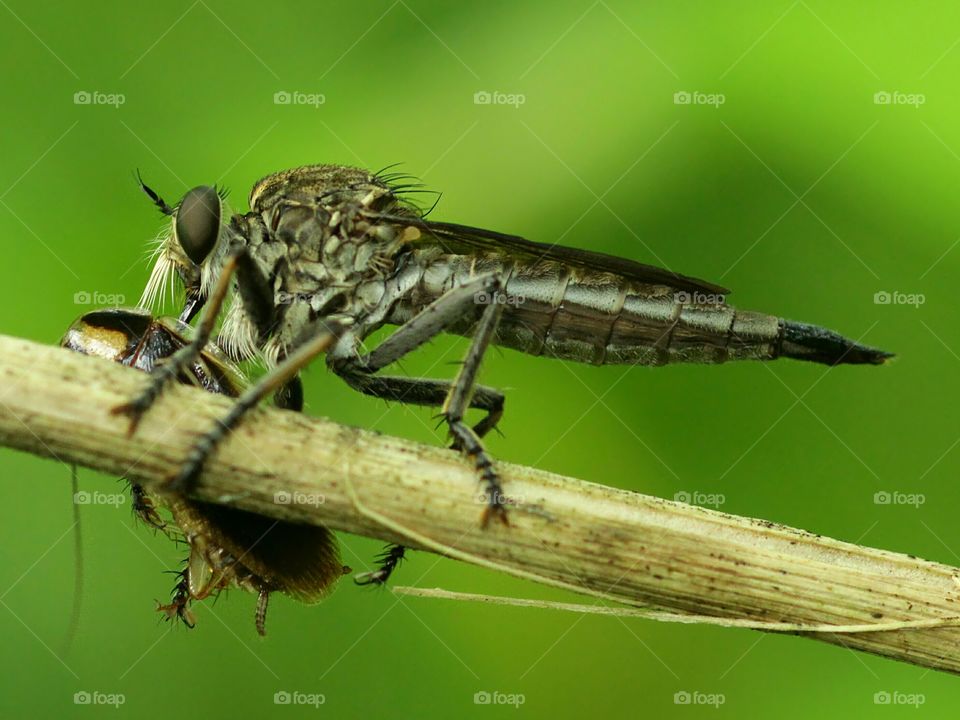 Female Black Robberfly (Asilidae)
Getting Lunch