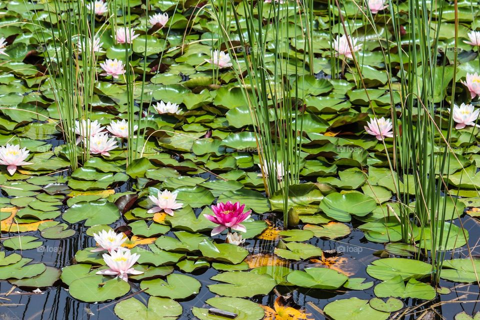 Water lilies 5