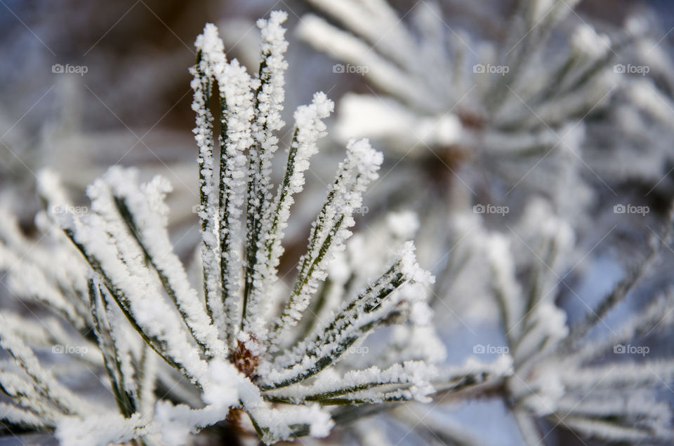 Frosty Pine Needles