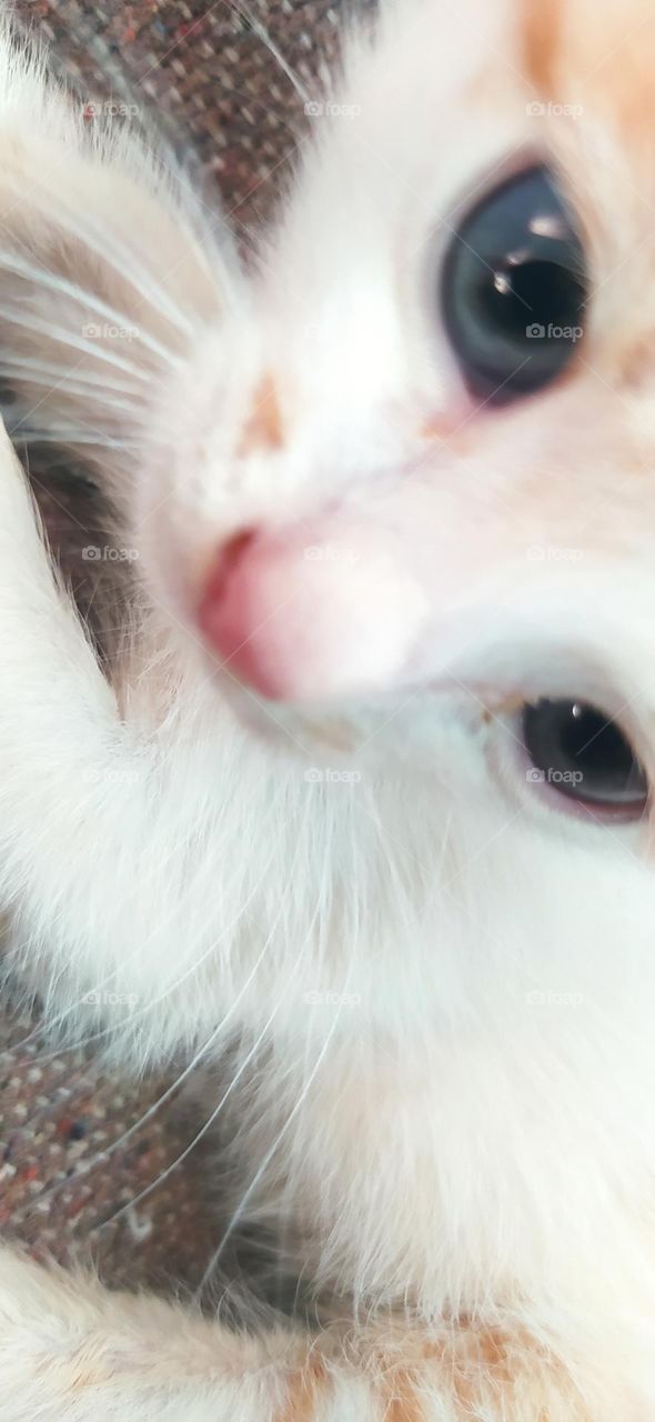 eyes of small cat