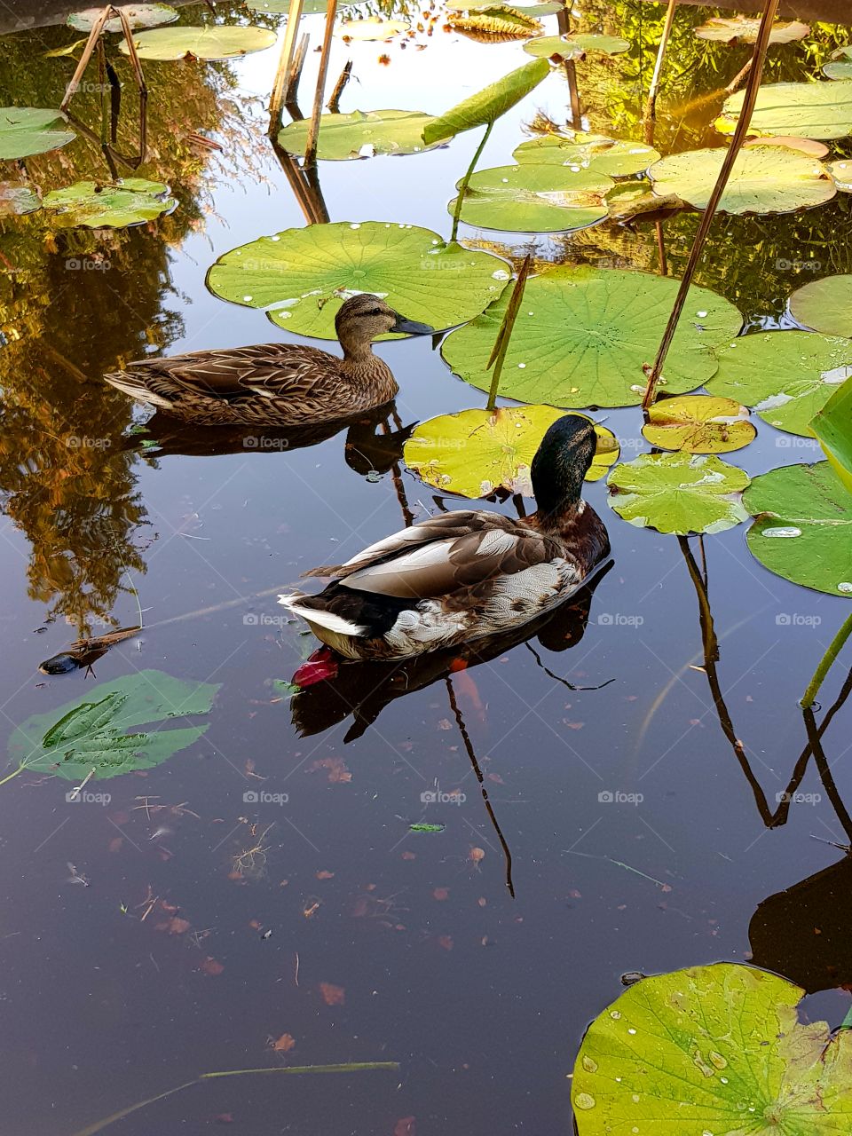 nature, birds, water lily, botanic garden