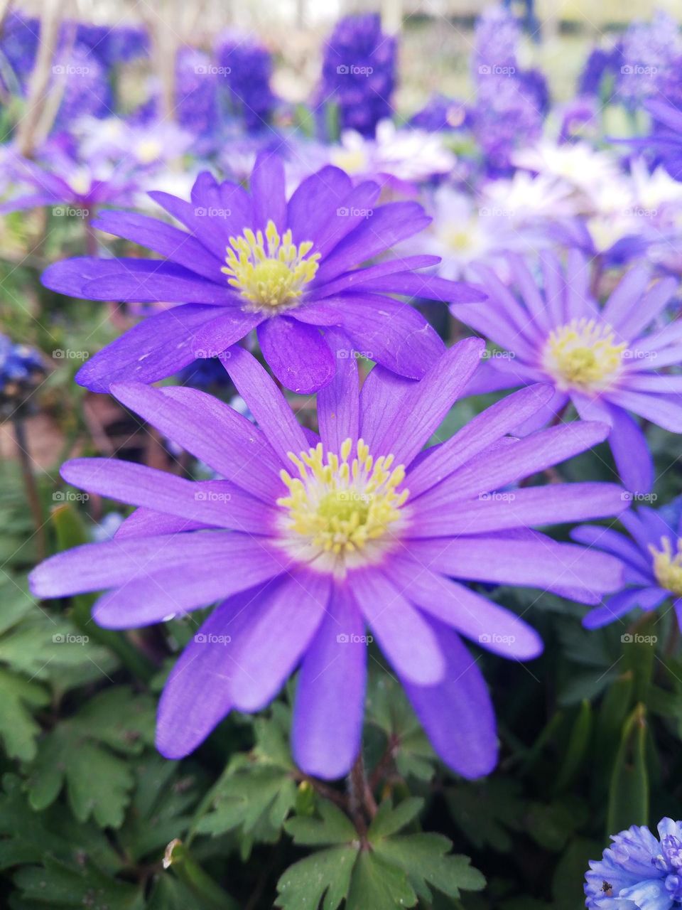 Purple spring