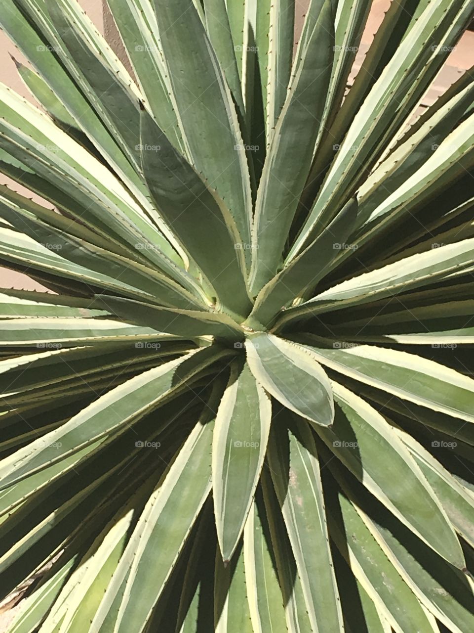 Cactus, Tucson, Arizona