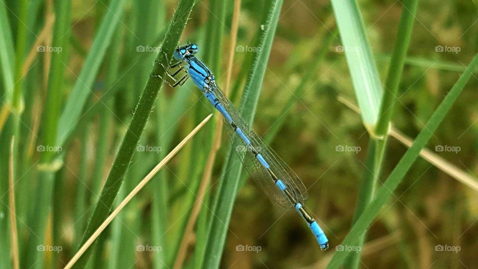 Dragonfly