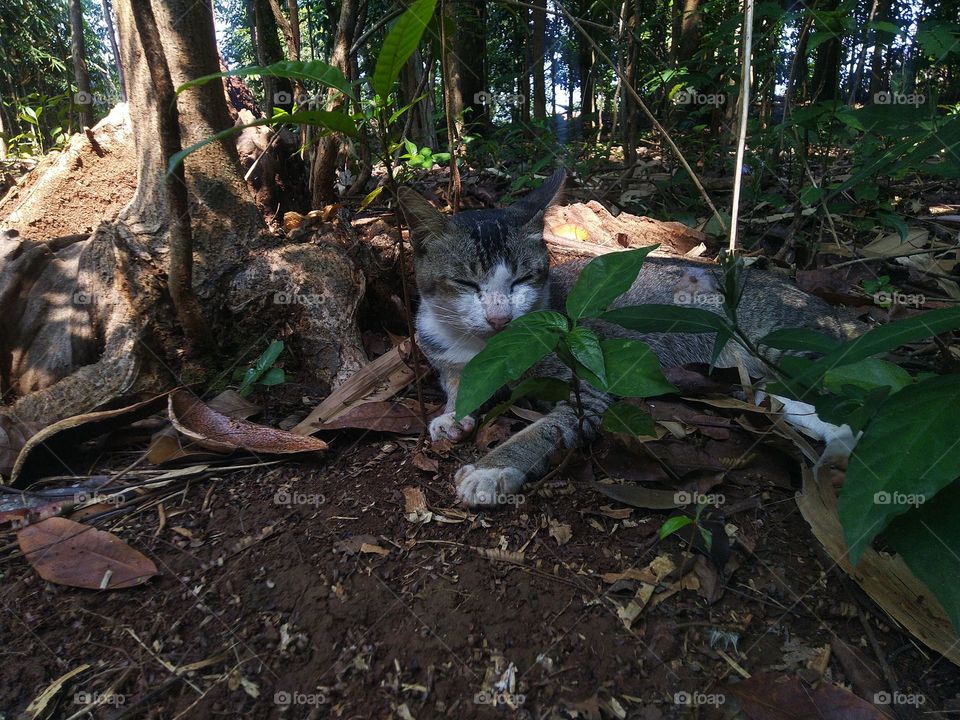 The stray cat is sitting behind the plant