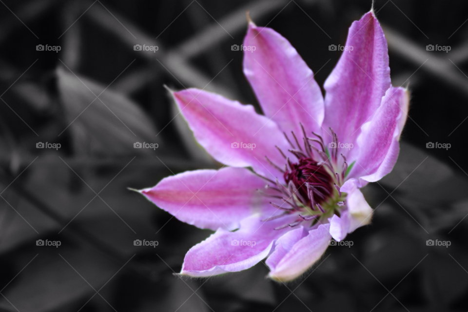 flower clematis purple. popped coloured by loz091262