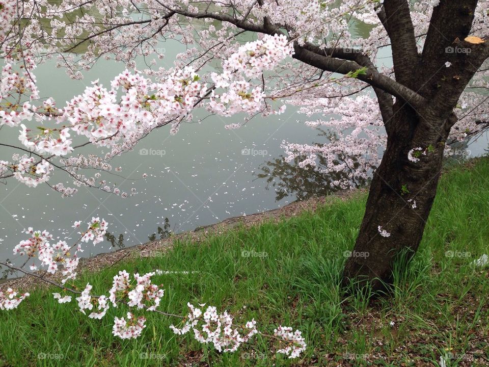 Cherry blossoms before river