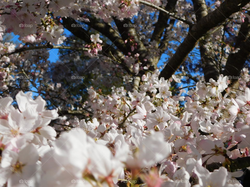 A cloud of cherry blossoms is the best way to show the true essence of spring