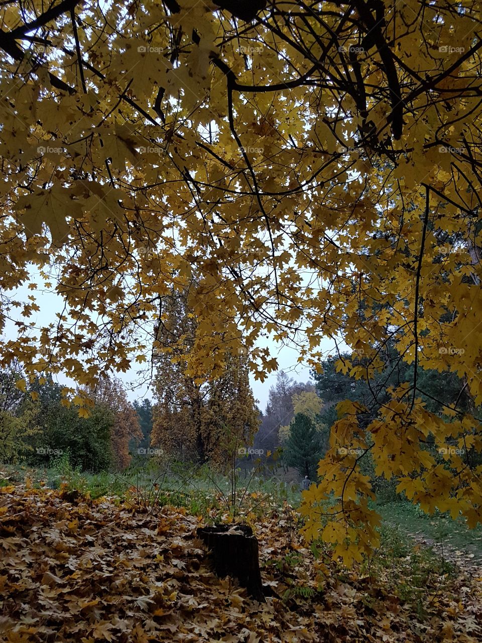 yellow leaves