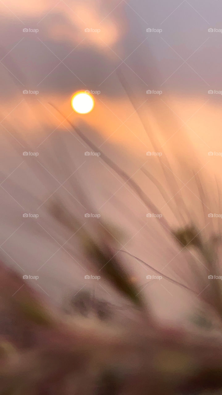 Golden sun and dandellions