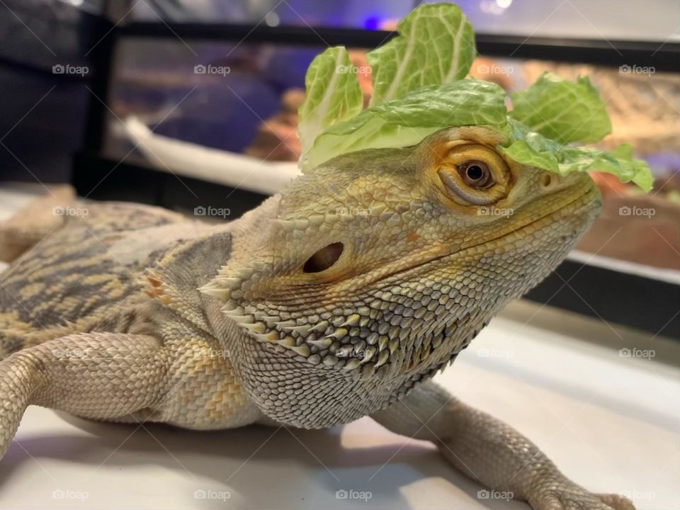 Bearded dragon with lettuce