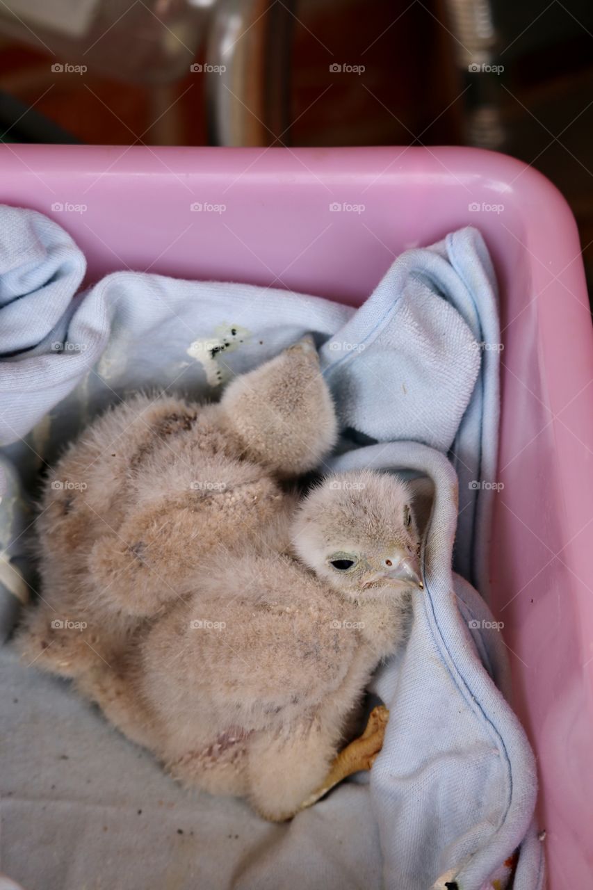 Two rescued wild raptor chicks 