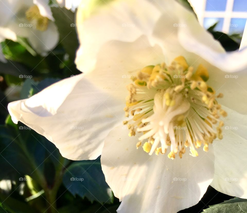 Christmas rose close up