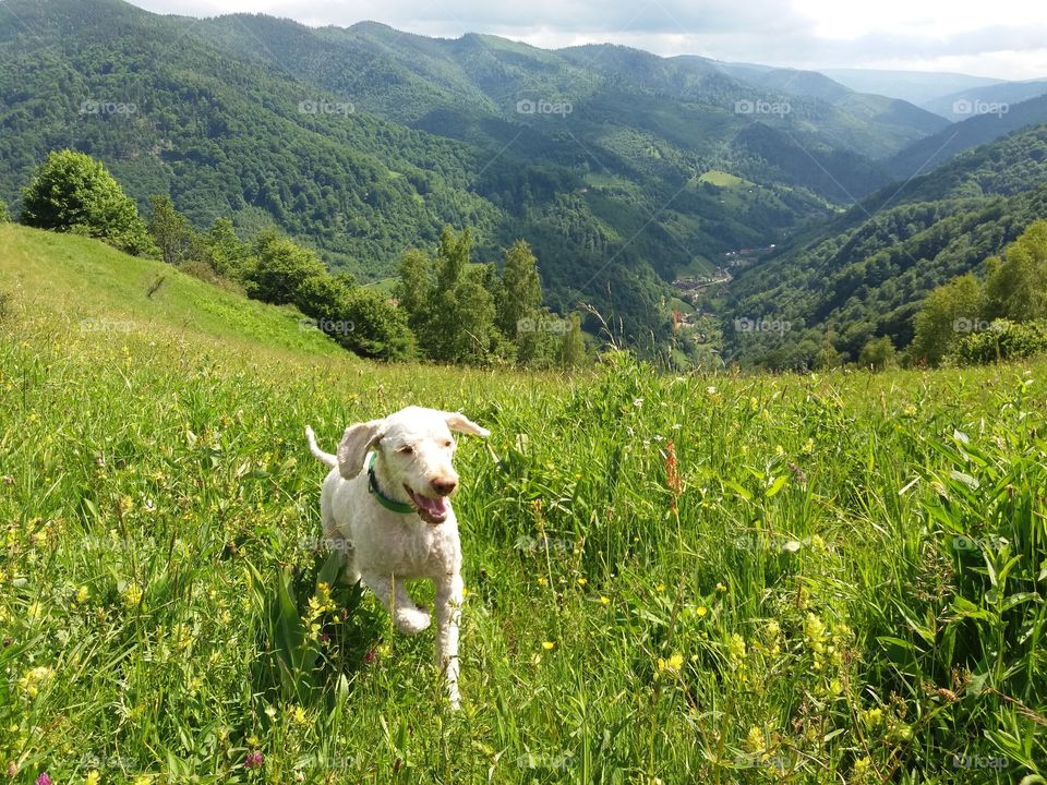 Happy dog in nature