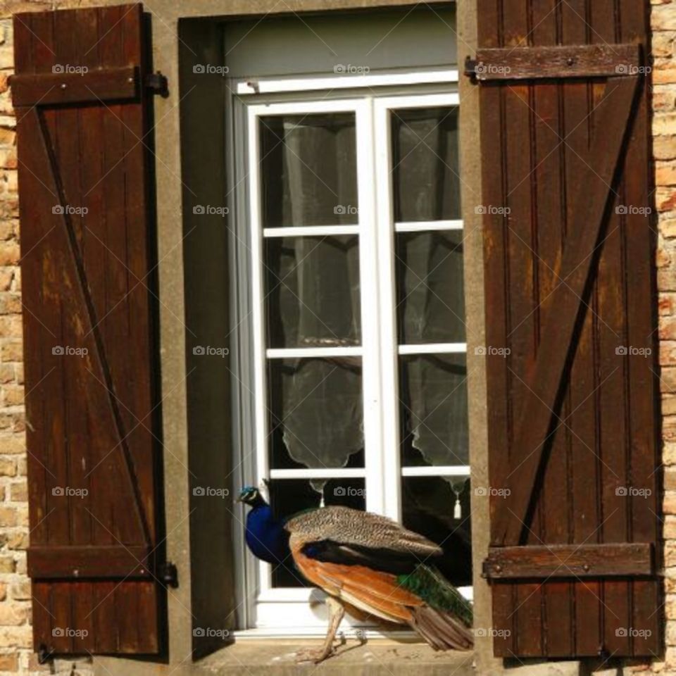 peacock window