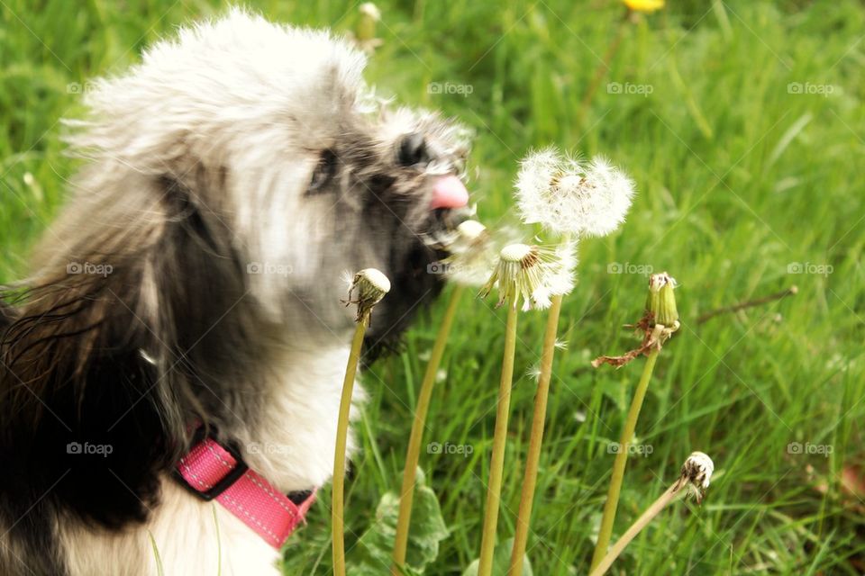 Mille eating dandelion