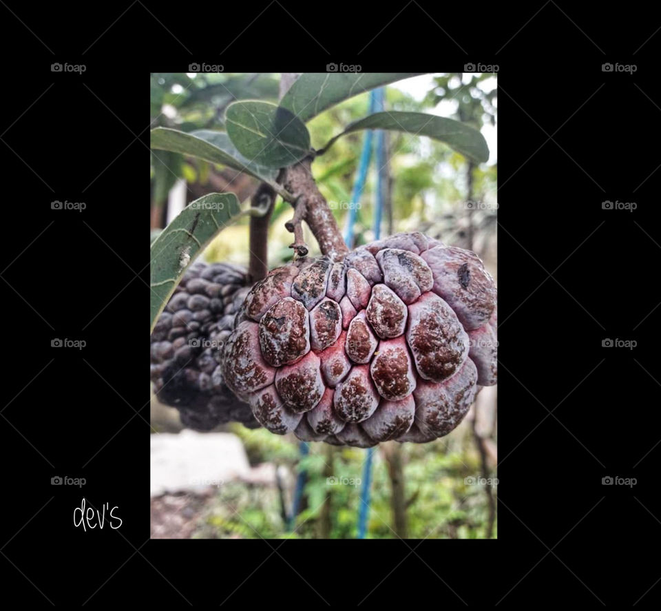 Live with men as a fruiting tree, they throw stones at him, but he responds with fruit 

--- Abdul Hamid Al Ghazali