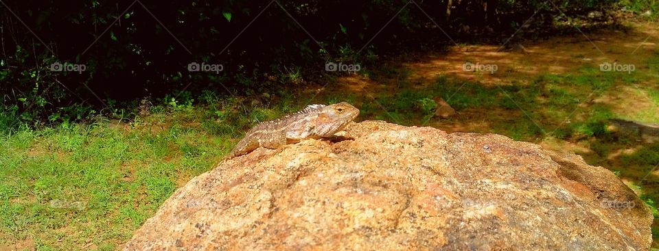 jungle small animals