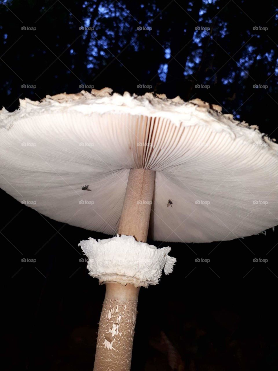 Macrolepiota procera (Chlorophyllum rachodes) sunčanica