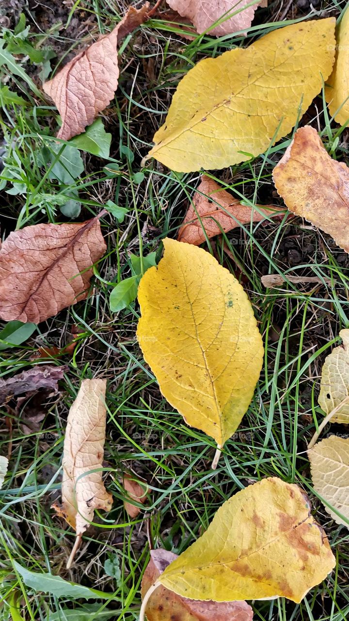 Carpet of leaves