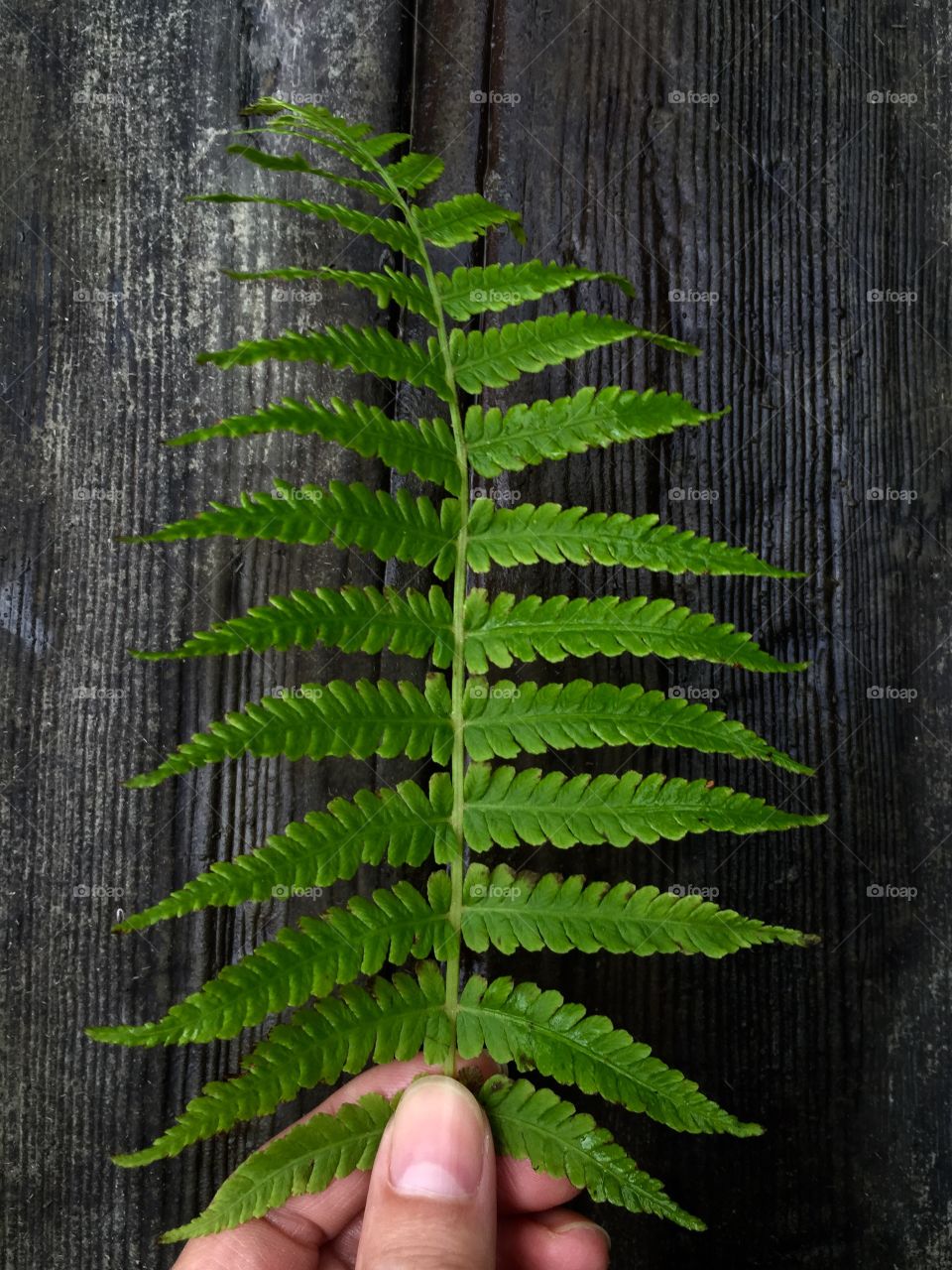 Human hand holding fern leaf