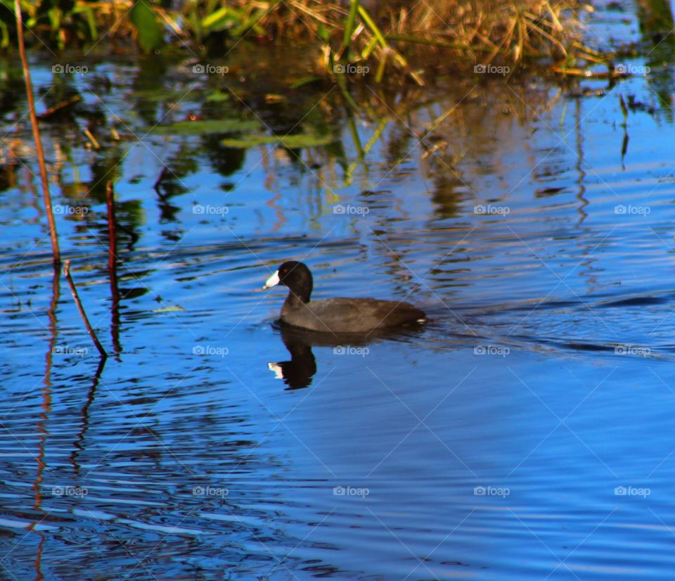 Waterfowl reflection 