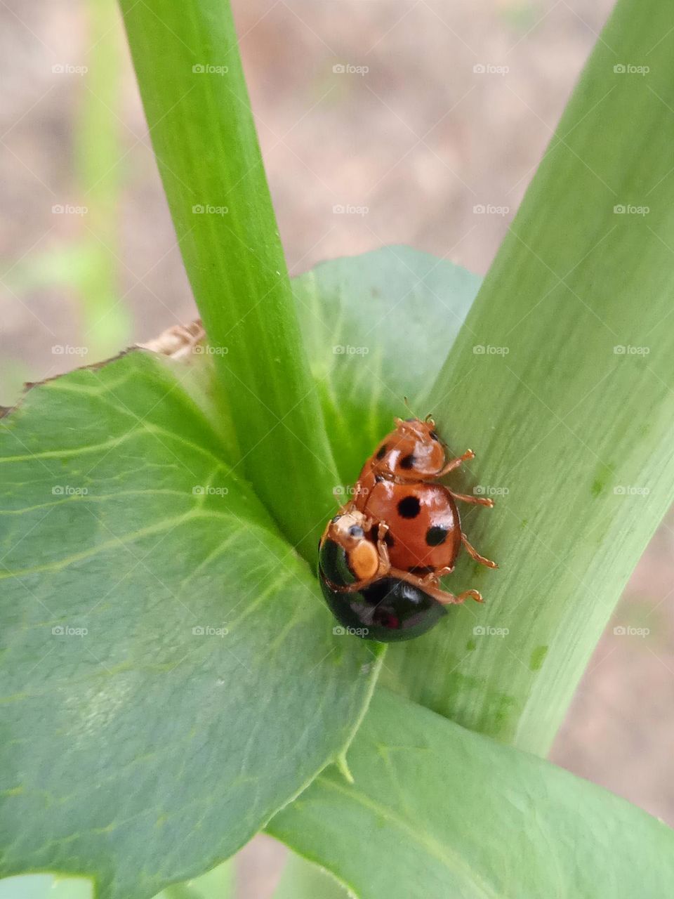 Two ladybugs in love.