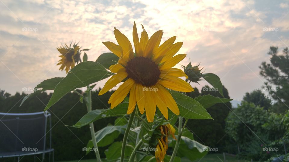 Sunflower in the forest