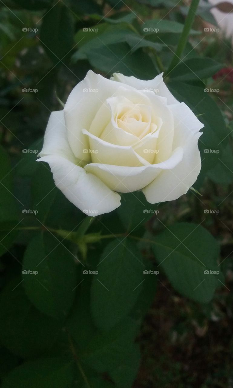 I present to you a beautiful white rose met in the garden this morning