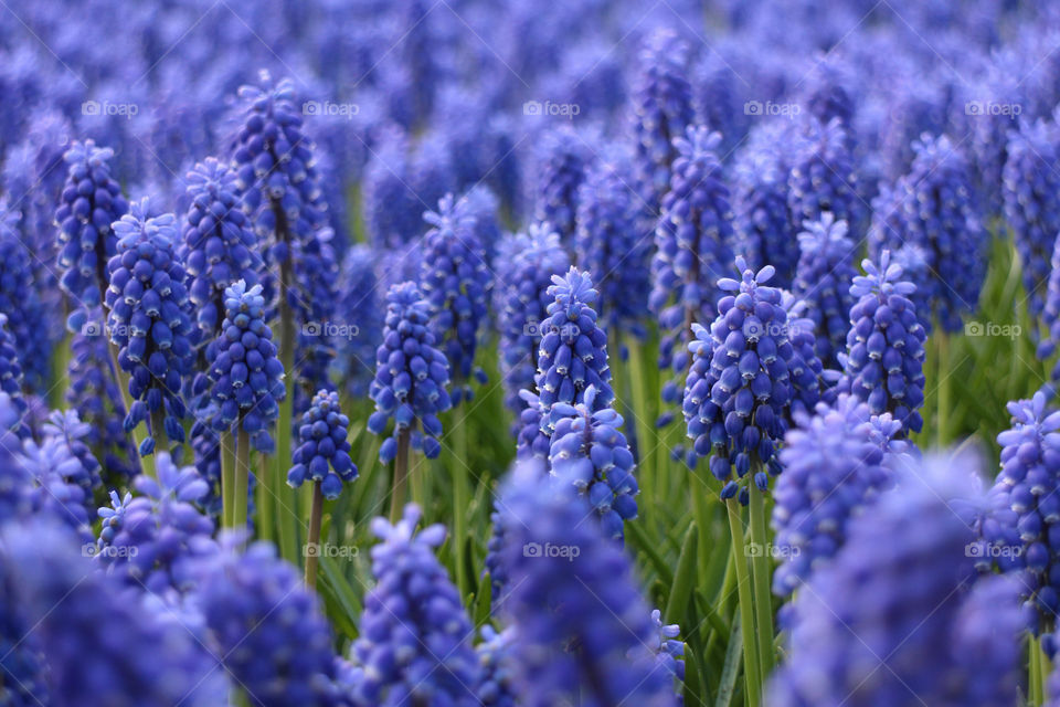 Blue flowers in field