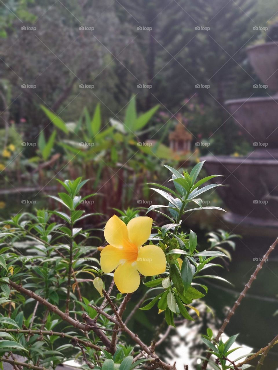 Yellow flower by the fountain of a house at Krong Kaeb Kep Province Cambodia