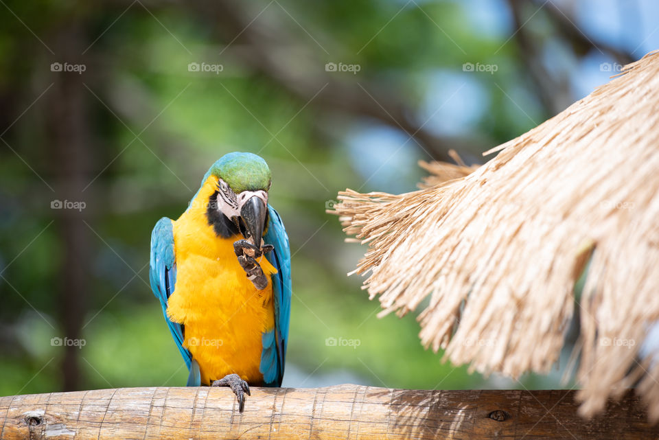 Macaw wildlifes