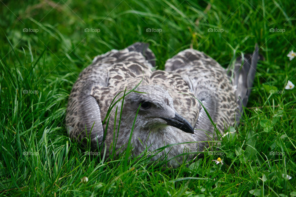 Baby seagull resting