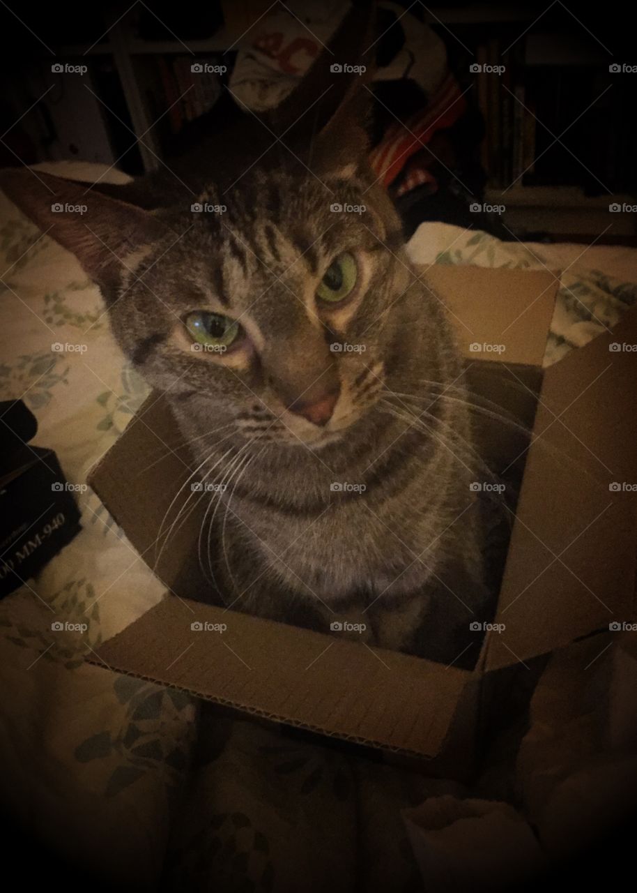 Cat in tiny box
