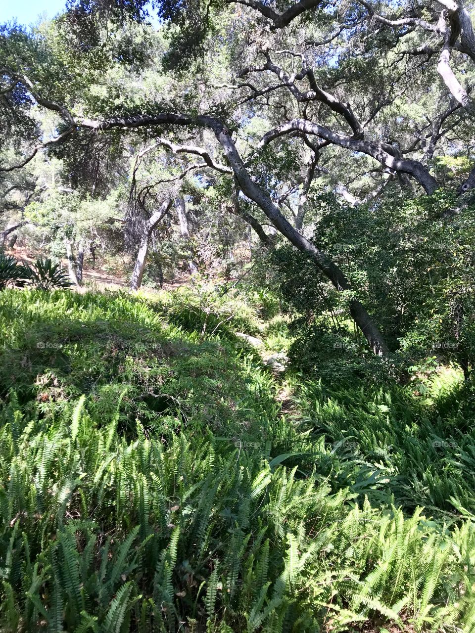 Ferns and oaks