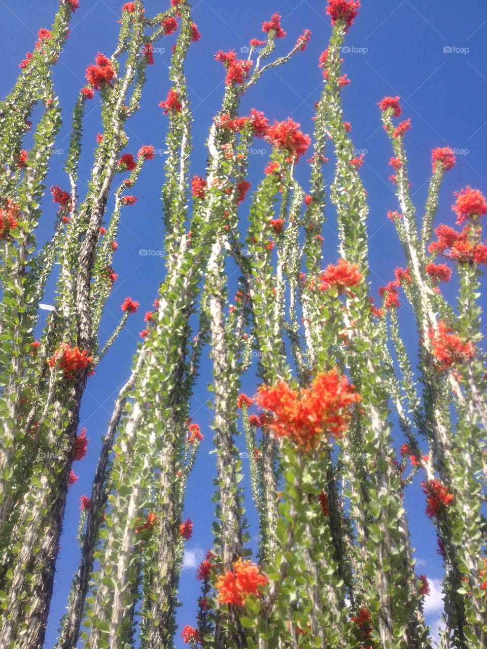 Springtime Ocotillo . Ocotillo in bloom