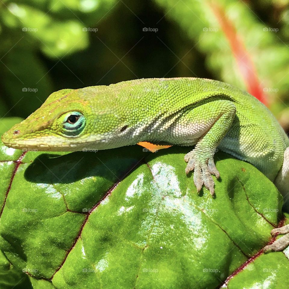 Gecko 