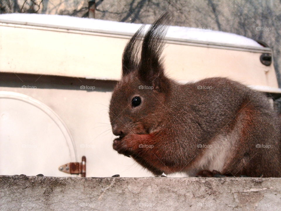 Red Squirrel 