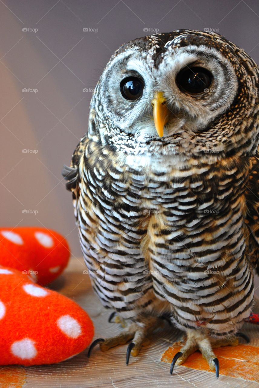 Owl Life 