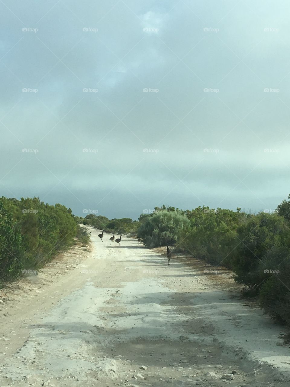 Coffin bay state park trail through sand dunes, emus crossing ahead