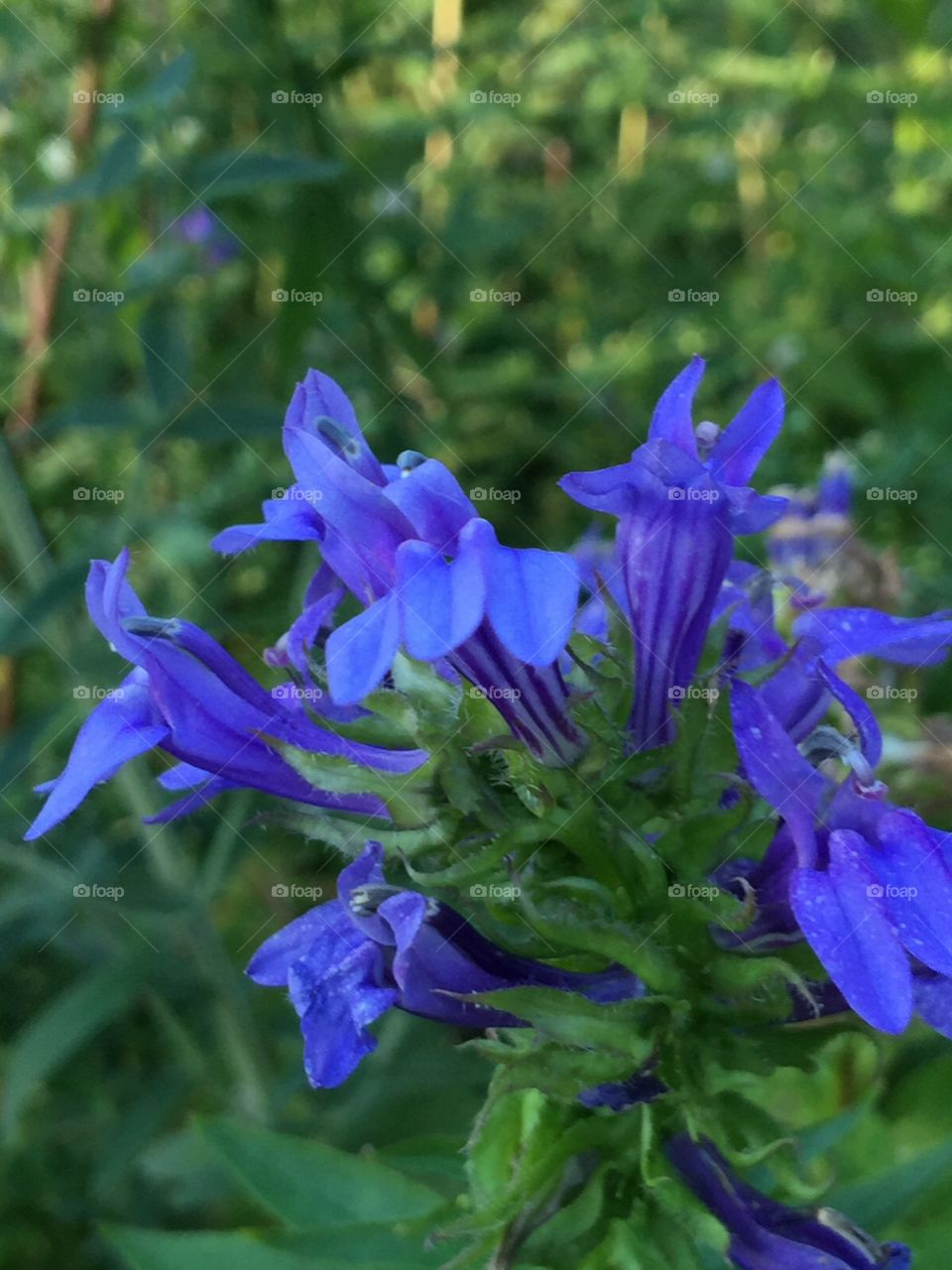 Purple wild flowers. Purple wild flowers growing in pollinating prairie garden .