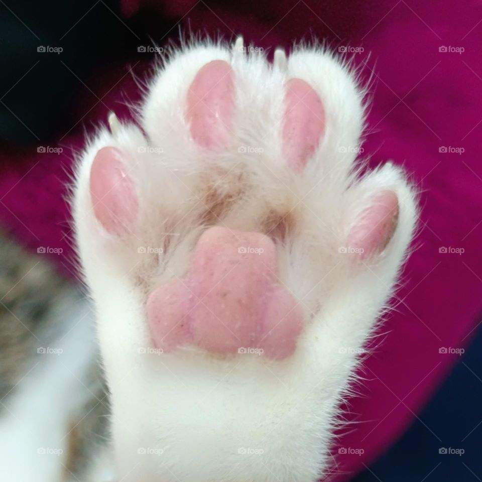 Pink cat's paw